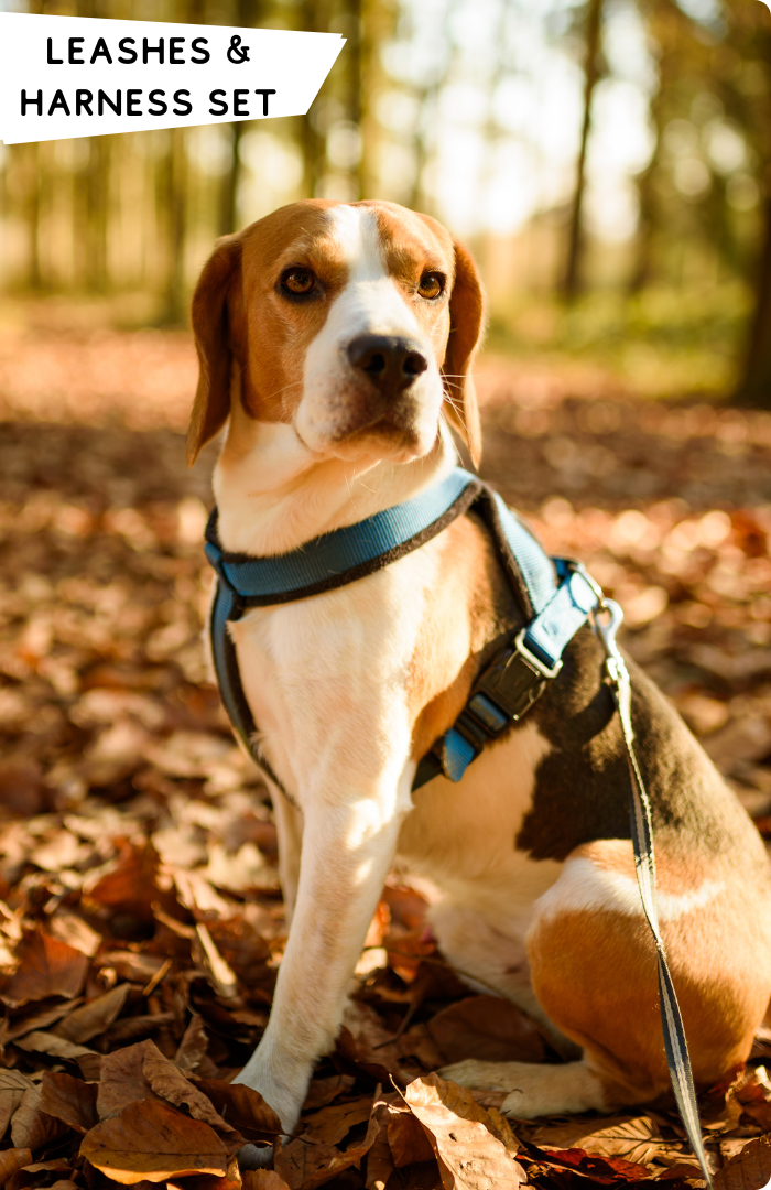 LEASHES & HARNESS SET